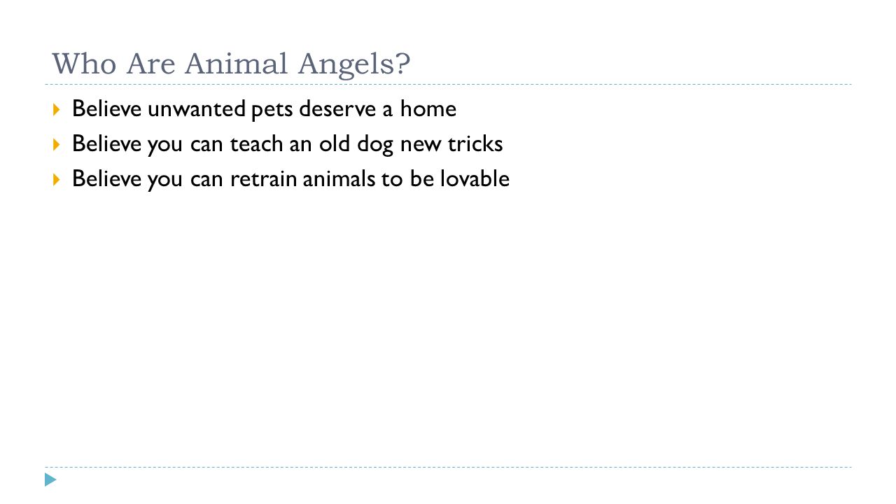 Who Are Animal Angels.