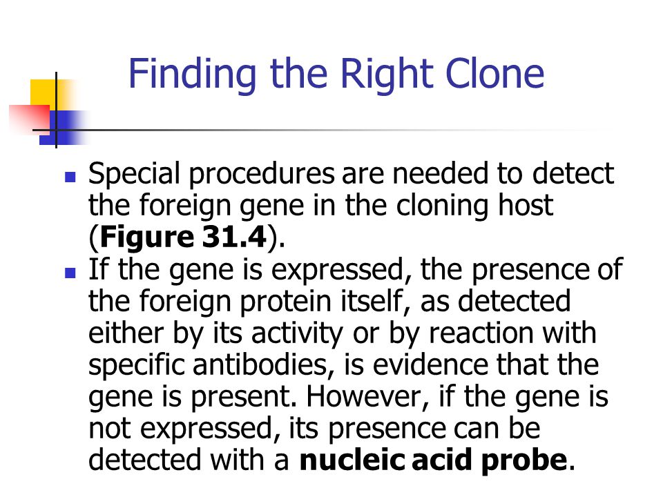 Finding the Right Clone Special procedures are needed to detect the foreign gene in the cloning host (Figure 31.4).