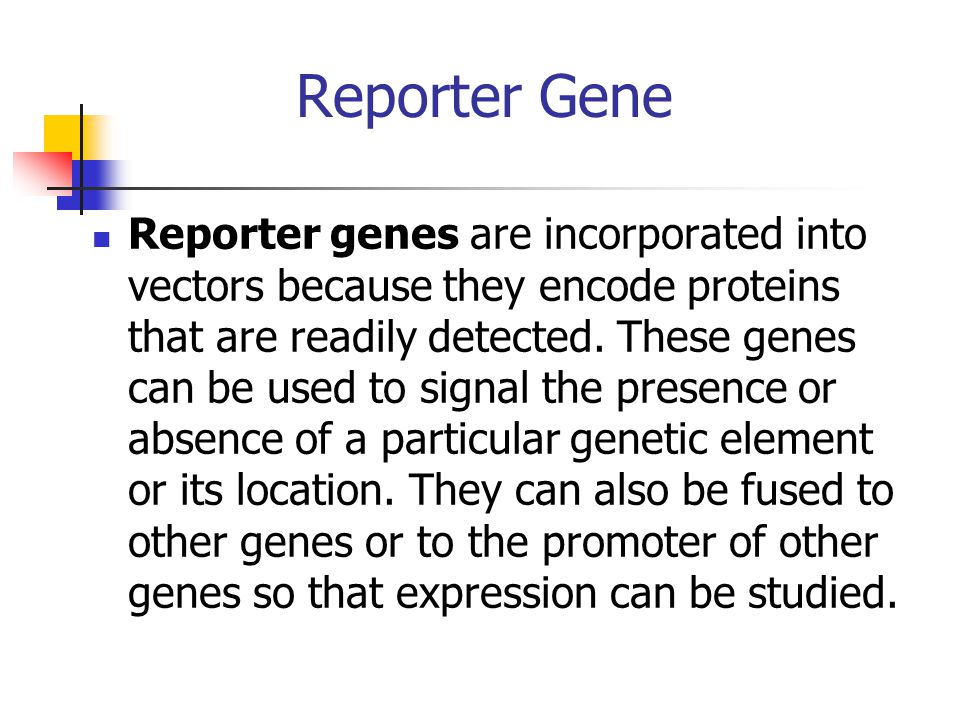 Reporter Gene Reporter genes are incorporated into vectors because they encode proteins that are readily detected.