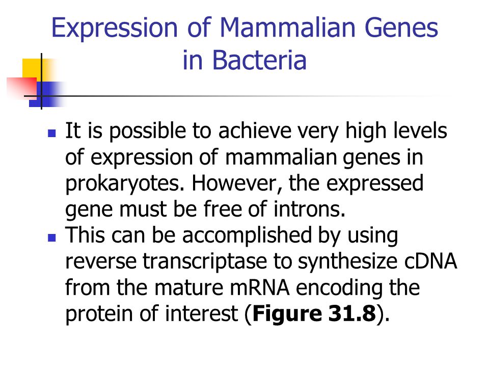 Expression of Mammalian Genes in Bacteria It is possible to achieve very high levels of expression of mammalian genes in prokaryotes.