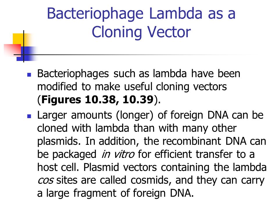 Bacteriophage Lambda as a Cloning Vector Bacteriophages such as lambda have been modified to make useful cloning vectors (Figures 10.38, 10.39).