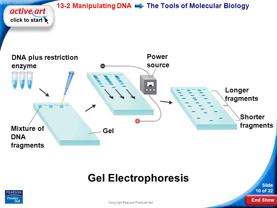 End Show 13-2 Manipulating DNA Slide 10 of 32 Copyright Pearson Prentice Hall The Tools of Molecular Biology DNA plus restriction enzyme Mixture of DNA fragments Gel Power source Gel Electrophoresis Longer fragments Shorter fragments