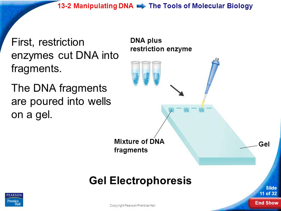 End Show 13-2 Manipulating DNA Slide 11 of 32 Copyright Pearson Prentice Hall The Tools of Molecular Biology First, restriction enzymes cut DNA into fragments.