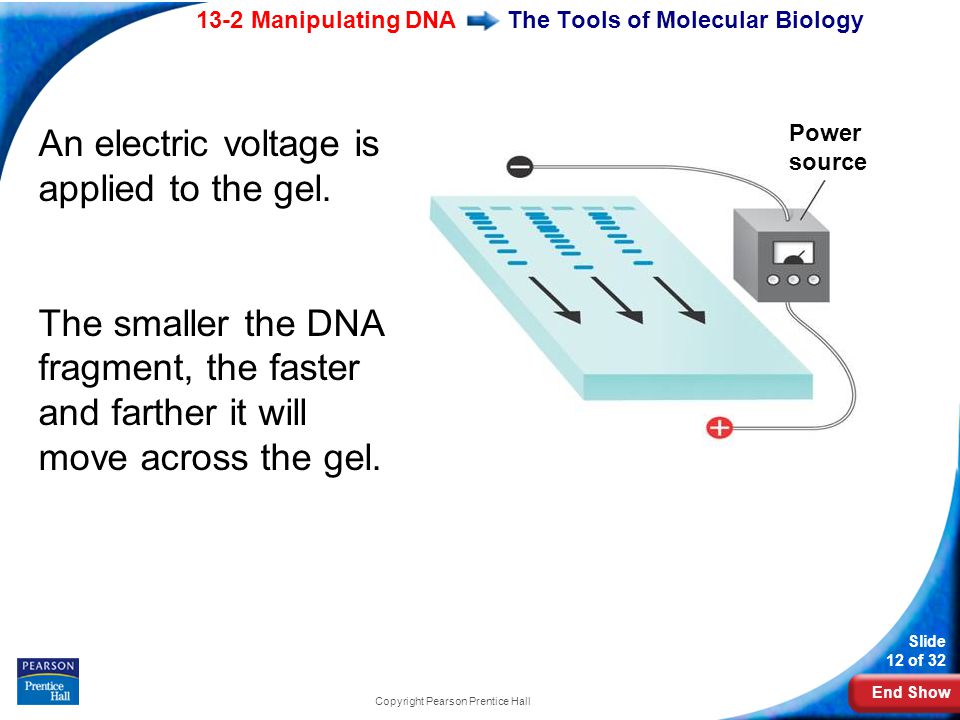 End Show 13-2 Manipulating DNA Slide 12 of 32 Copyright Pearson Prentice Hall The Tools of Molecular Biology An electric voltage is applied to the gel.