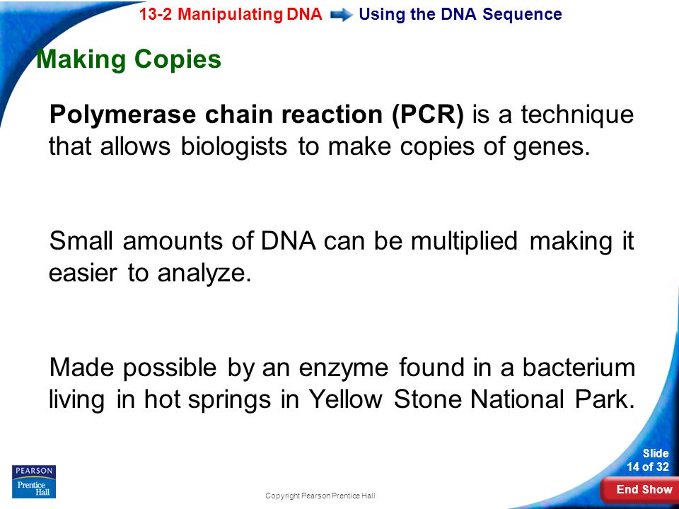 End Show 13-2 Manipulating DNA Slide 14 of 32 Copyright Pearson Prentice Hall Using the DNA Sequence Making Copies Polymerase chain reaction (PCR) is a technique that allows biologists to make copies of genes.