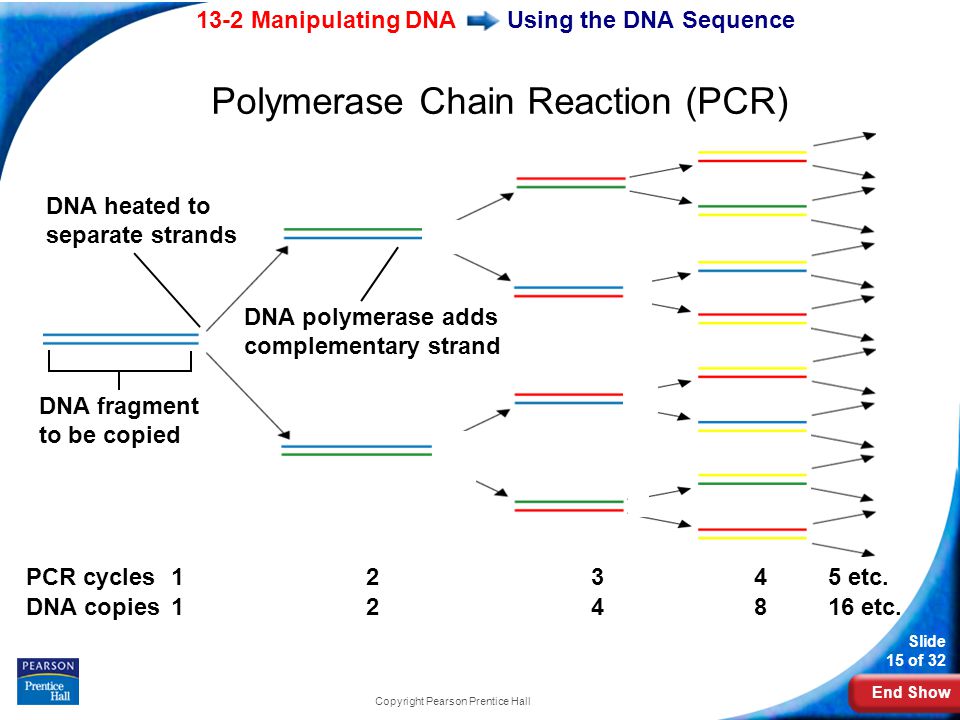 End Show 13-2 Manipulating DNA Slide 15 of 32 Copyright Pearson Prentice Hall Using the DNA Sequence DNA heated to separate strands PCR cycles DNA copies etc.