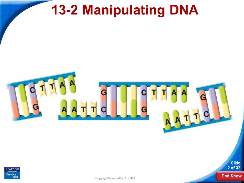 End Show Slide 2 of 32 Copyright Pearson Prentice Hall 13-2 Manipulating DNA