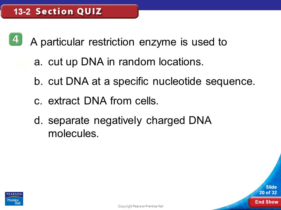 End Show Slide 20 of 32 Copyright Pearson Prentice Hall 13-2 A particular restriction enzyme is used to a.cut up DNA in random locations.