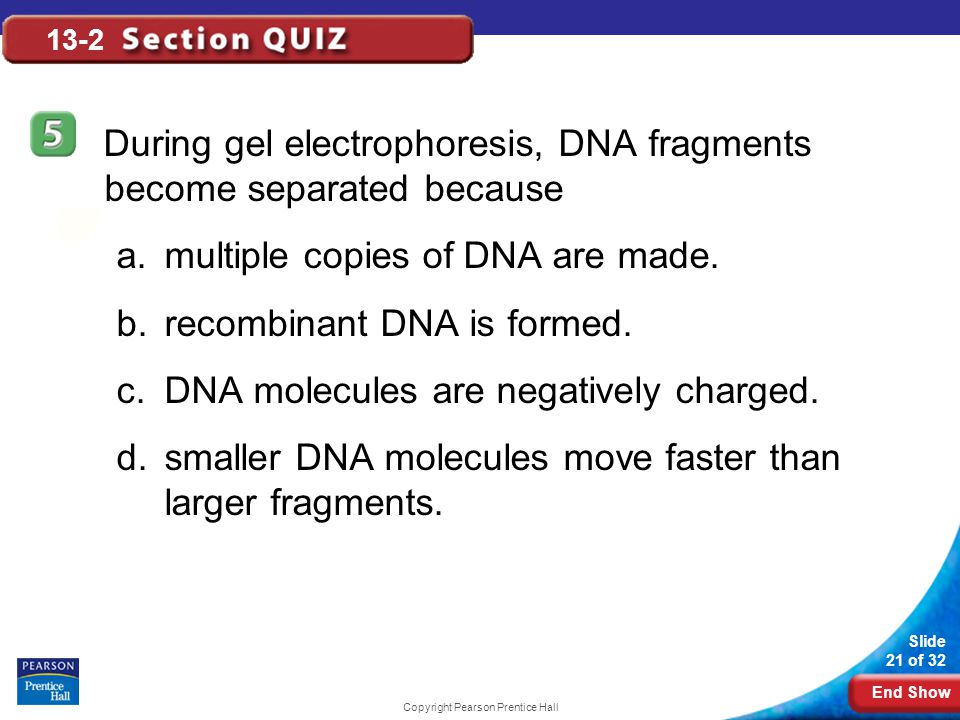 End Show Slide 21 of 32 Copyright Pearson Prentice Hall 13-2 During gel electrophoresis, DNA fragments become separated because a.multiple copies of DNA are made.