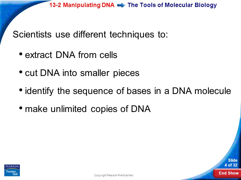 End Show 13-2 Manipulating DNA Slide 4 of 32 Copyright Pearson Prentice Hall The Tools of Molecular Biology Scientists use different techniques to: extract DNA from cells cut DNA into smaller pieces identify the sequence of bases in a DNA molecule make unlimited copies of DNA