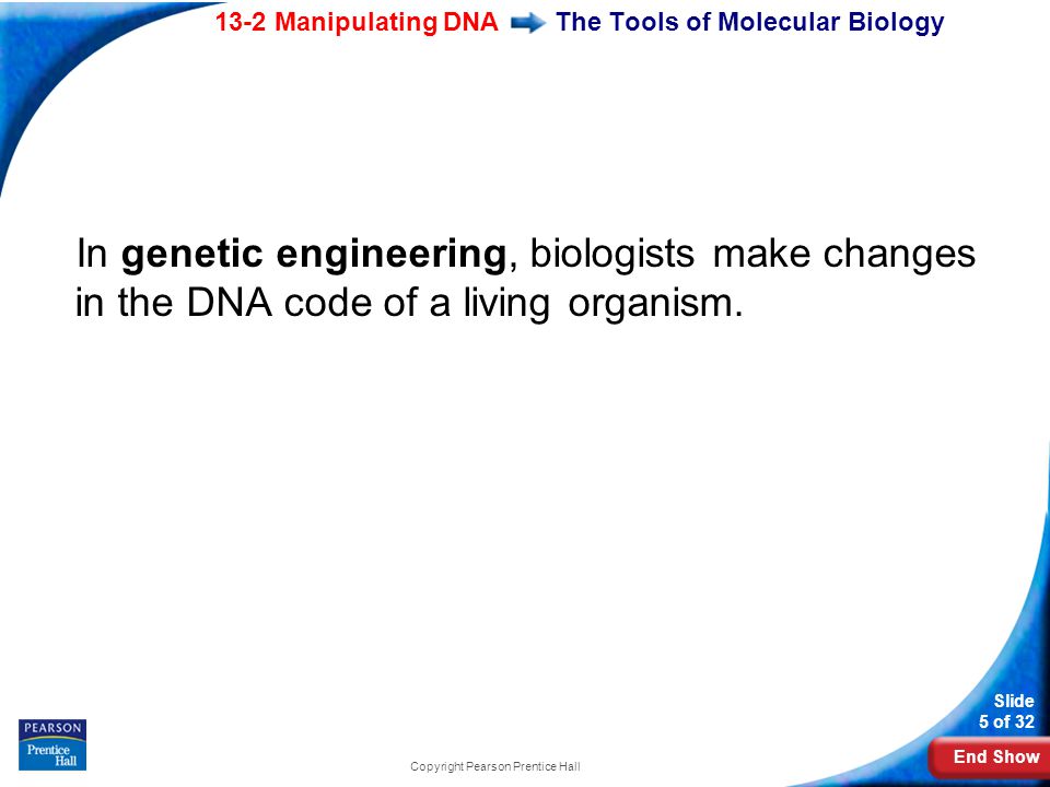End Show 13-2 Manipulating DNA Slide 5 of 32 Copyright Pearson Prentice Hall The Tools of Molecular Biology In genetic engineering, biologists make changes in the DNA code of a living organism.