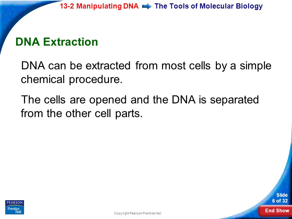 End Show 13-2 Manipulating DNA Slide 6 of 32 Copyright Pearson Prentice Hall The Tools of Molecular Biology DNA Extraction DNA can be extracted from most cells by a simple chemical procedure.
