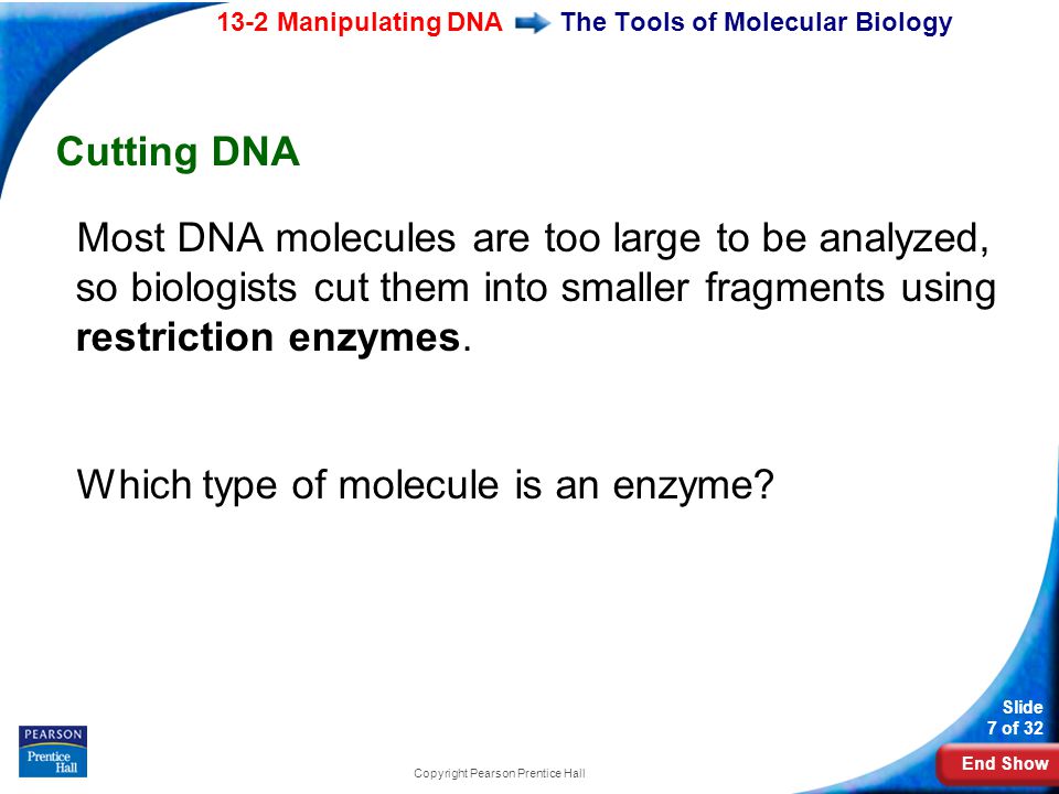 End Show 13-2 Manipulating DNA Slide 7 of 32 Copyright Pearson Prentice Hall The Tools of Molecular Biology Cutting DNA Most DNA molecules are too large to be analyzed, so biologists cut them into smaller fragments using restriction enzymes.