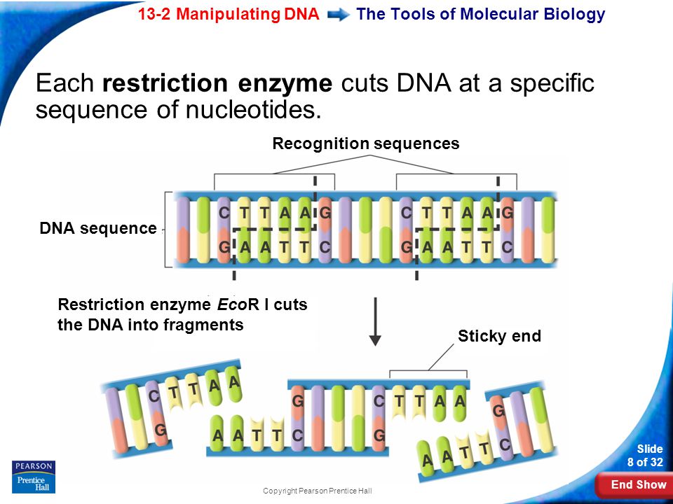 End Show 13-2 Manipulating DNA Slide 8 of 32 Copyright Pearson Prentice Hall The Tools of Molecular Biology Each restriction enzyme cuts DNA at a specific sequence of nucleotides.