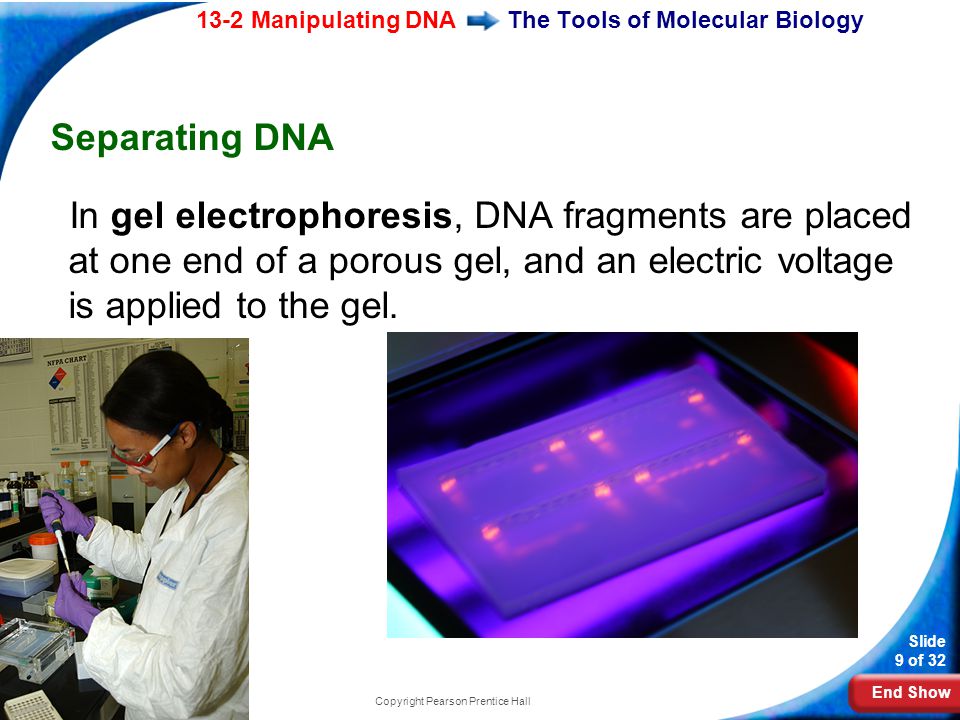 End Show 13-2 Manipulating DNA Slide 9 of 32 Copyright Pearson Prentice Hall The Tools of Molecular Biology Separating DNA In gel electrophoresis, DNA fragments are placed at one end of a porous gel, and an electric voltage is applied to the gel.