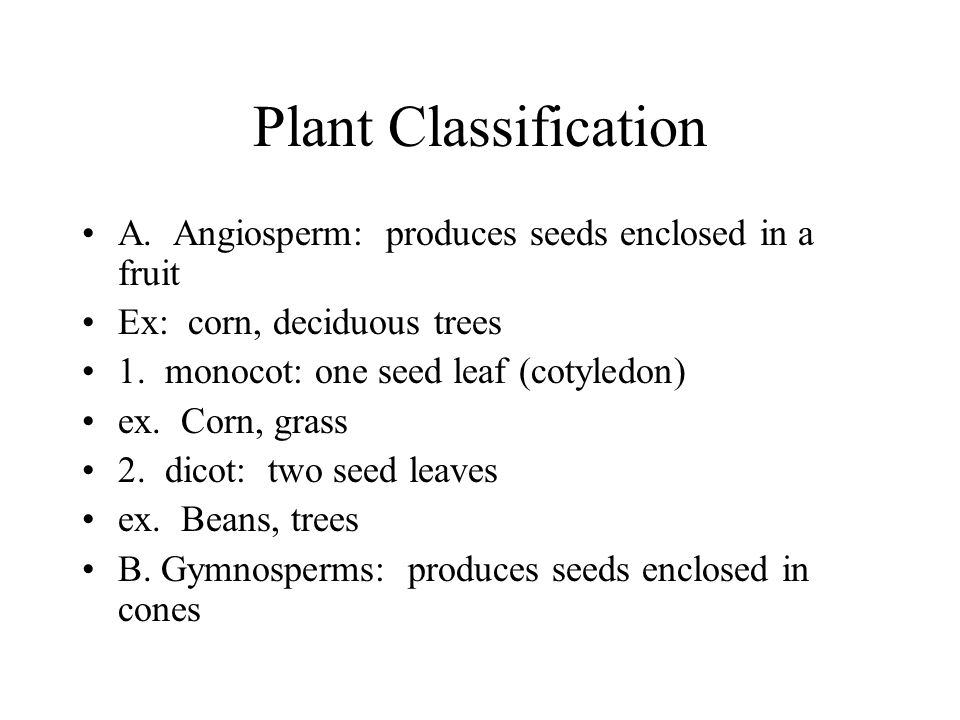 Plant Classification A. Angiosperm: produces seeds enclosed in a fruit Ex: corn, deciduous trees 1.