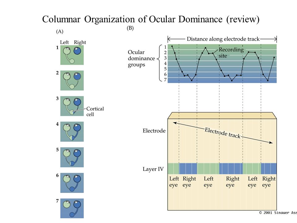 Columnar Organization of Ocular Dominance (review)
