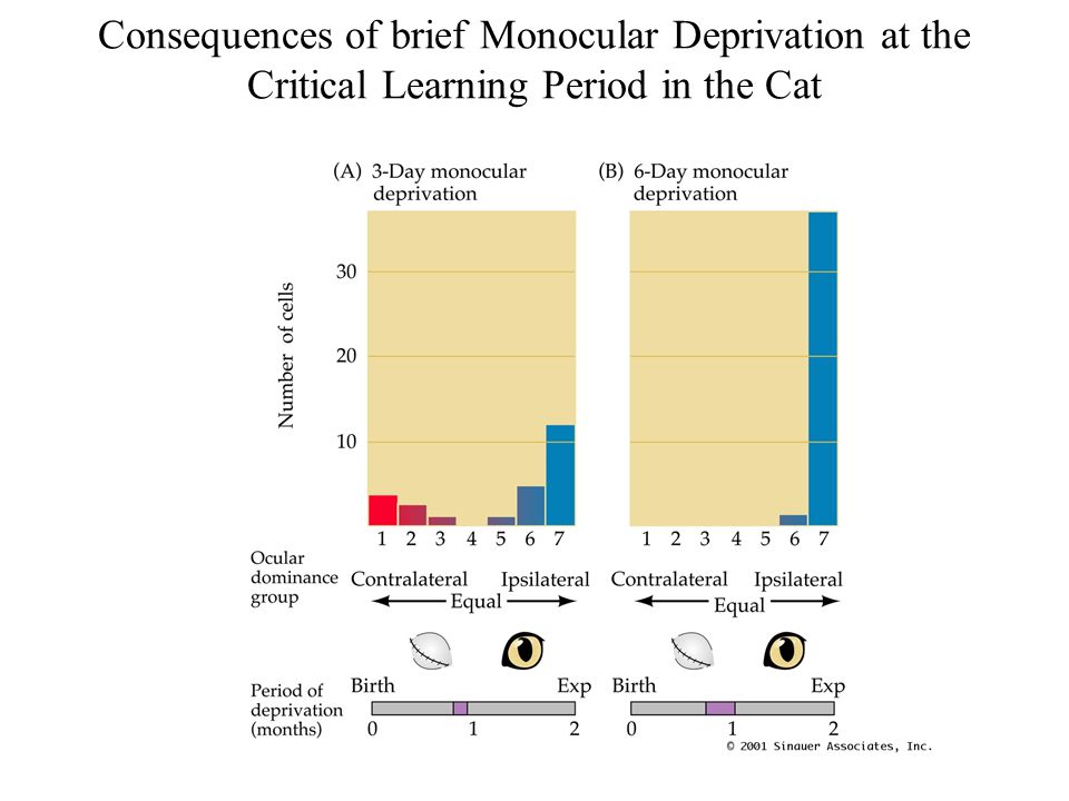Consequences of brief Monocular Deprivation at the Critical Learning Period in the Cat