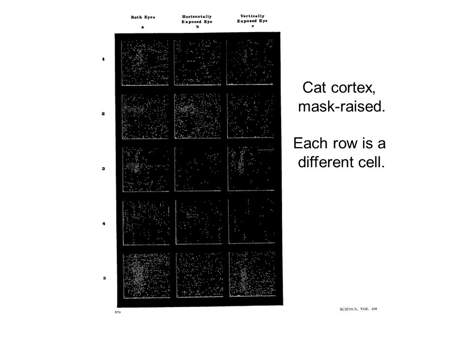 Cat cortex, mask-raised. Each row is a different cell.