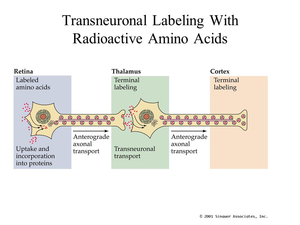Transneuronal Labeling With Radioactive Amino Acids