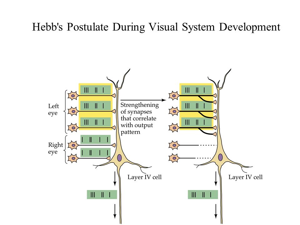 Hebb s Postulate During Visual System Development