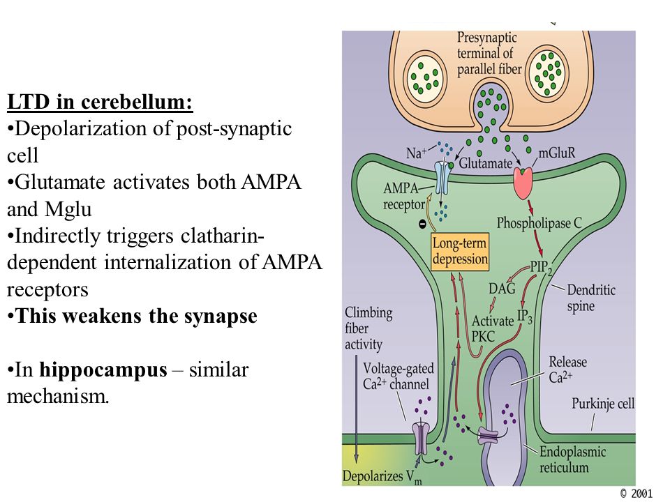 LTD in cerebellum: Depolarization of post-synaptic cell Glutamate activates both AMPA and Mglu Indirectly triggers clatharin- dependent internalization of AMPA receptors This weakens the synapse In hippocampus – similar mechanism.
