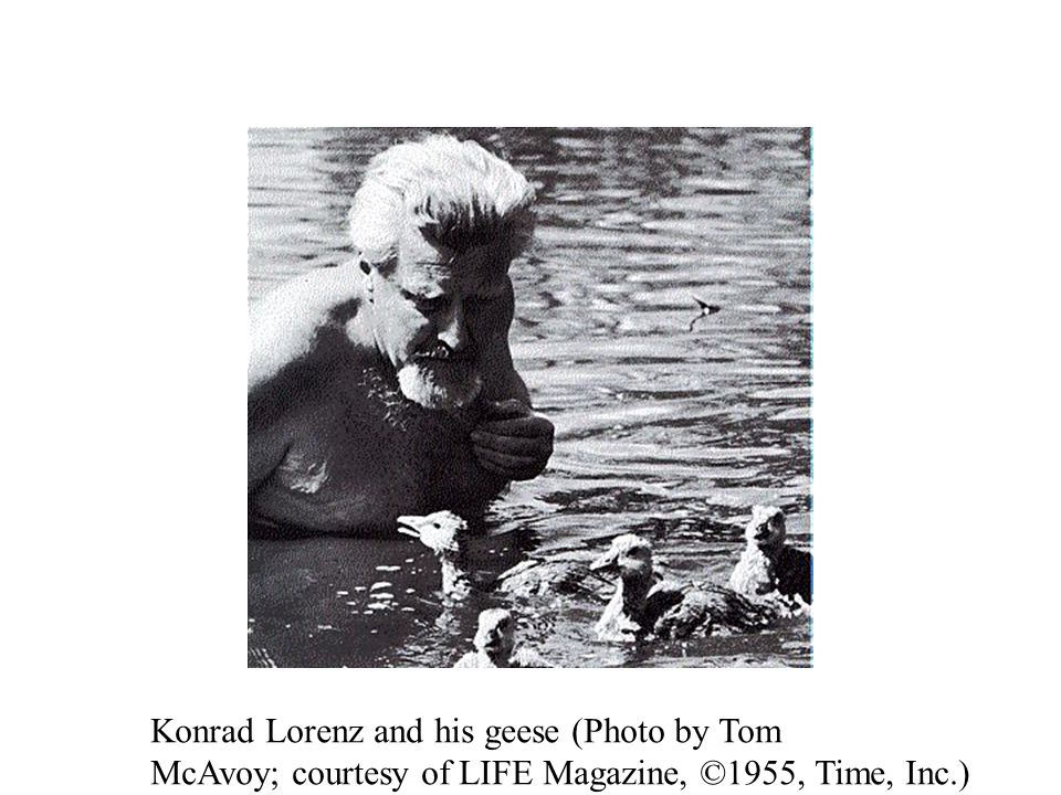 Konrad Lorenz and his geese (Photo by Tom McAvoy; courtesy of LIFE Magazine, ©1955, Time, Inc.)