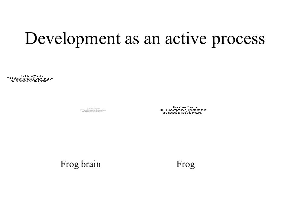 Development as an active process Frog brainFrog