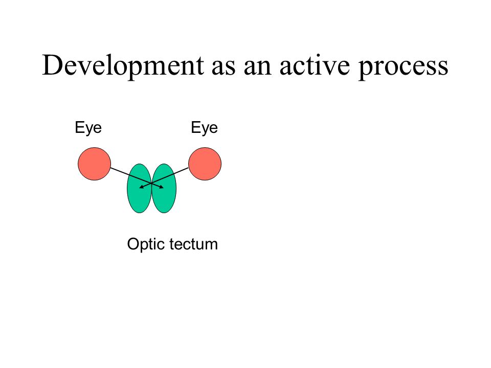 Development as an active process Optic tectum Eye