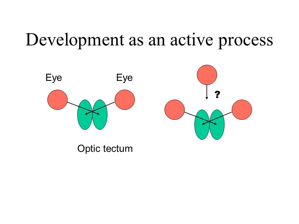 Development as an active process Optic tectum Eye