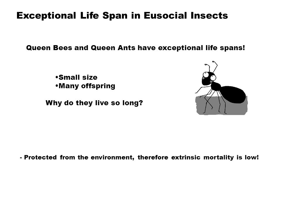 Exceptional Life Span in Eusocial Insects Queen Bees and Queen Ants have exceptional life spans.