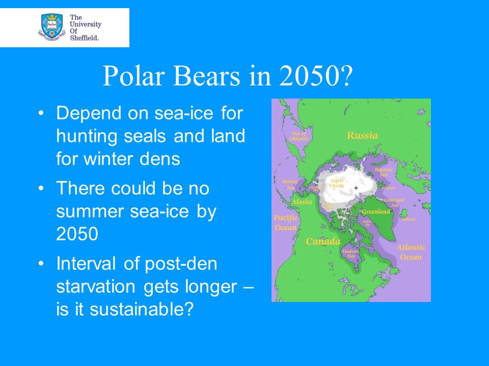 Polar Bears in 2050.