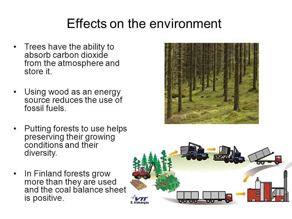 Effects on the environment Trees have the ability to absorb carbon dioxide from the atmosphere and store it.
