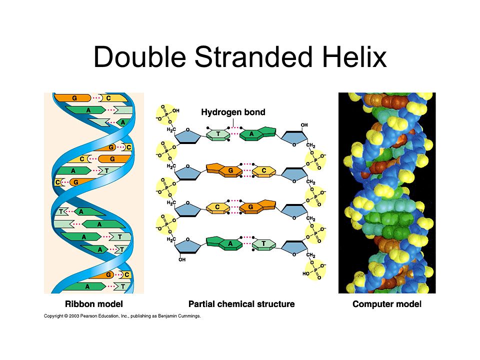 Double Stranded Helix