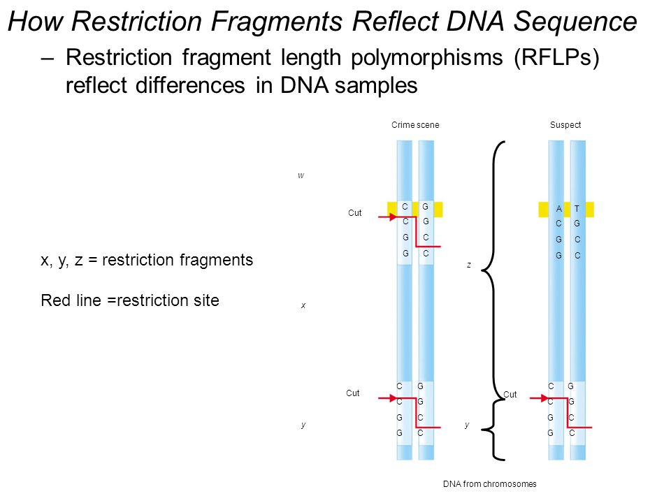 How Restriction Fragments Reflect DNA Sequence –Restriction fragment length polymorphisms (RFLPs) reflect differences in DNA samples Crime sceneSuspect w x yy z Cut DNA from chromosomes C C G G G G C C A C G G T G C C C C G G G G C C C C G G G G C C x, y, z = restriction fragments Red line =restriction site
