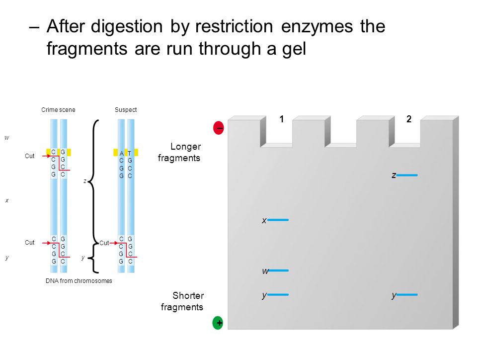 –After digestion by restriction enzymes the fragments are run through a gel – + Longer fragments Shorter fragments x w y z y 12 Crime sceneSuspect w x yy z Cut DNA from chromosomes C C G G G G C C A C G G T G C C C C G G G G C C C C G G G G C C