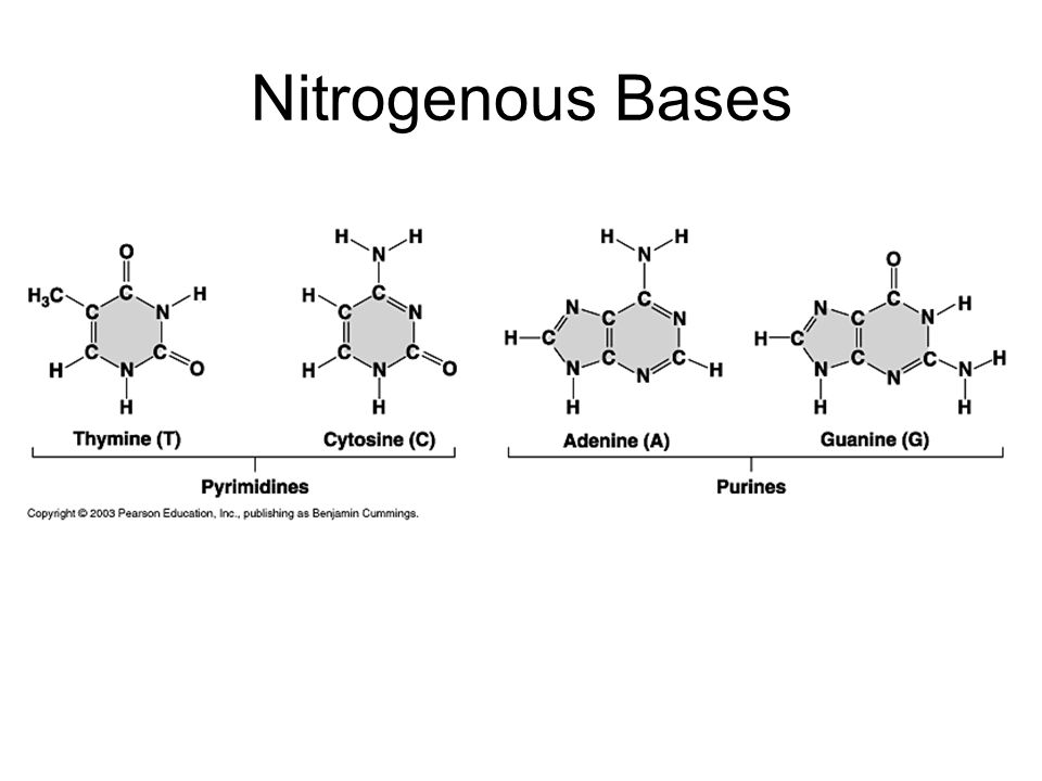 Nitrogenous Bases