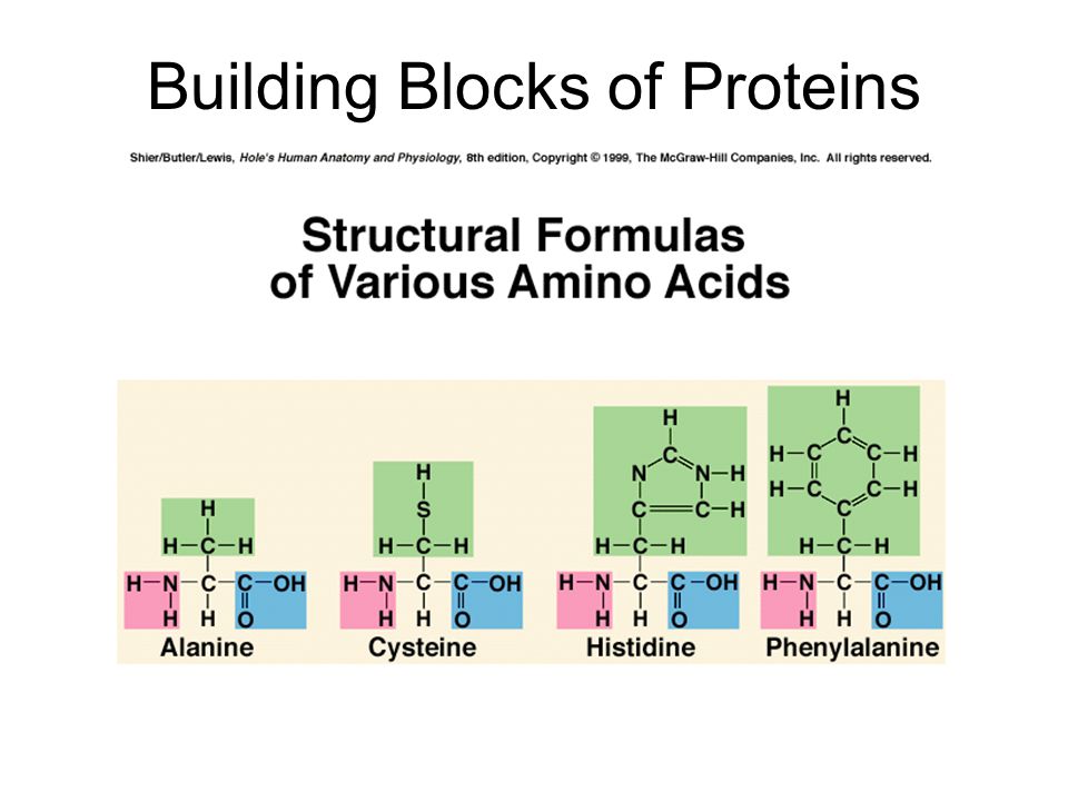 Building Blocks of Proteins