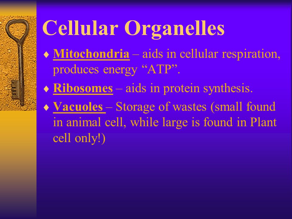 review!!!!!!!!!! cells, the scientific method and organic review!!!!!!!!!! cells, the scientific method and organic, Presentation templates
