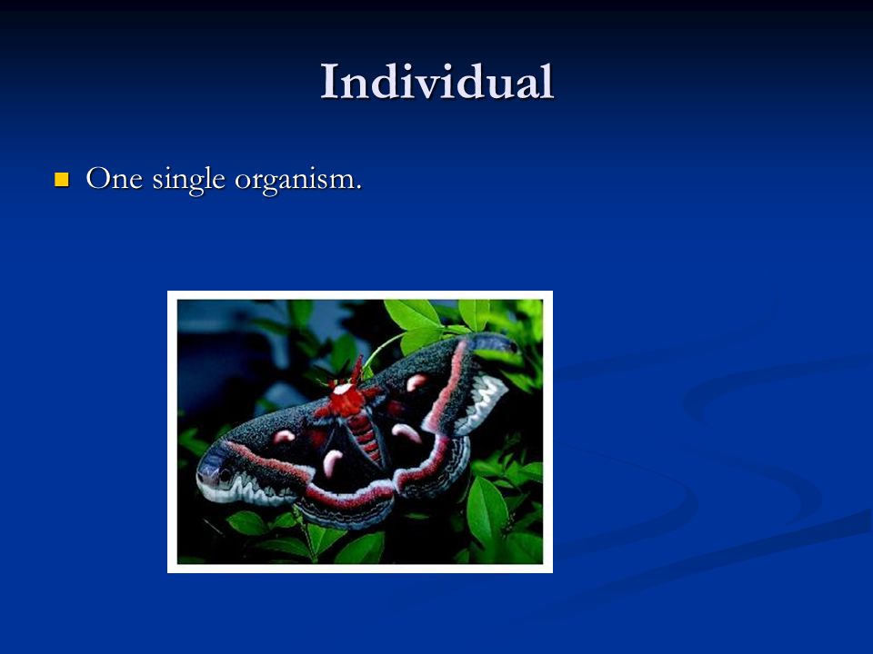 Individual One single organism. One single organism.
