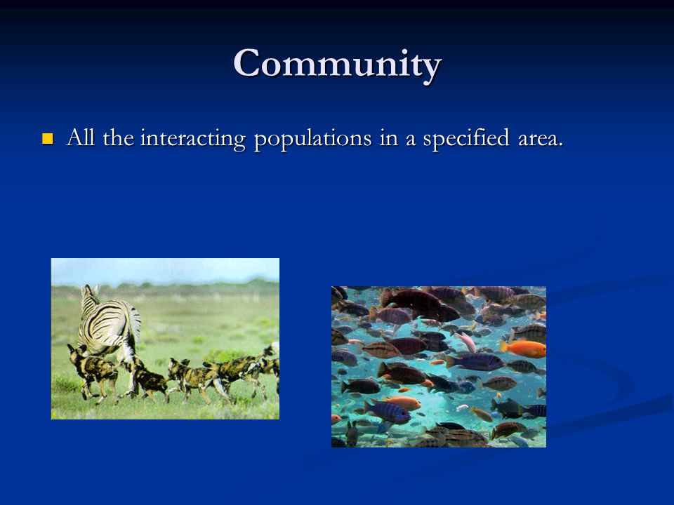 Community All the interacting populations in a specified area.