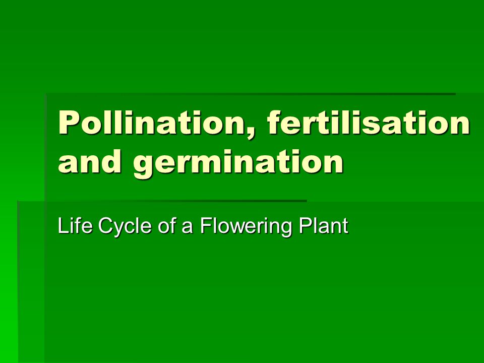 Pollination, fertilisation and germination Life Cycle of a Flowering Plant
