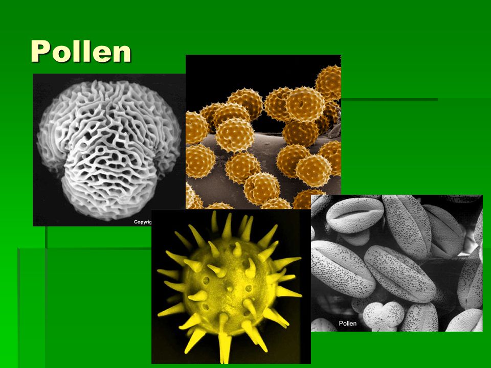 Pollen