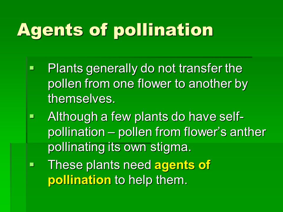 Agents of pollination  Plants generally do not transfer the pollen from one flower to another by themselves.