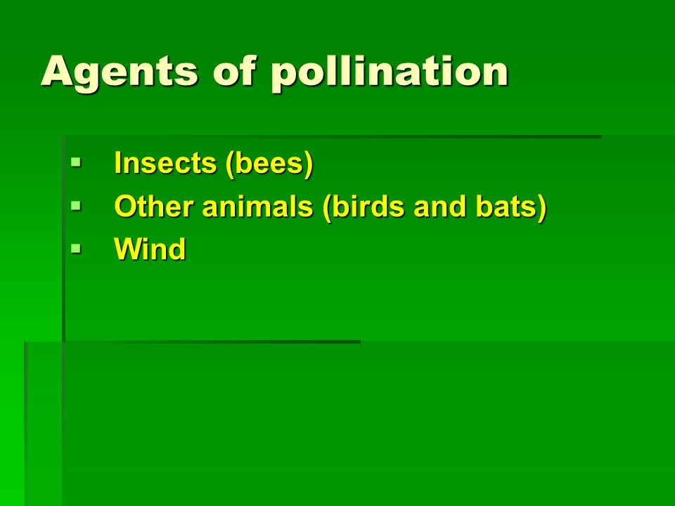 Agents of pollination  Insects (bees)  Other animals (birds and bats)  Wind