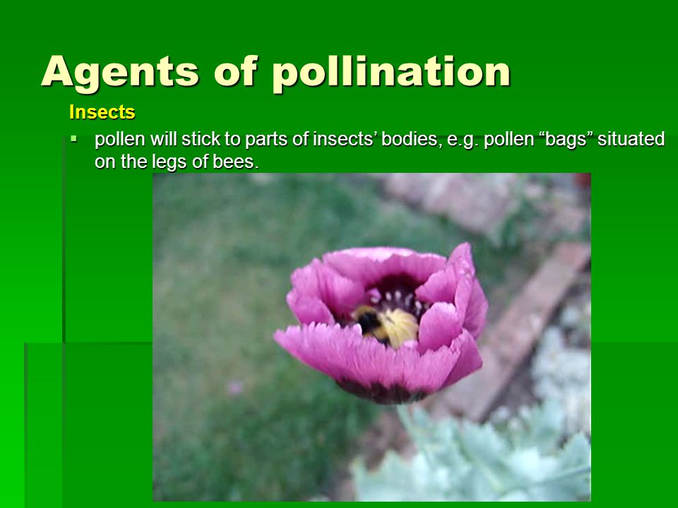 Agents of pollination Insects  pollen will stick to parts of insects’ bodies, e.g.