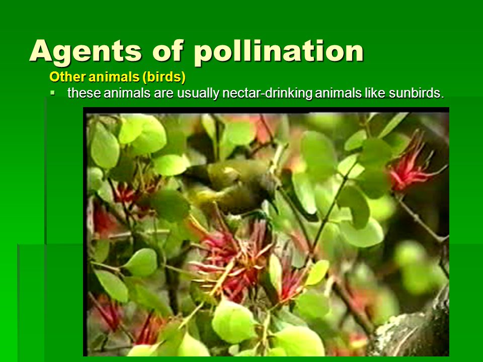 Agents of pollination Other animals (birds)  these animals are usually nectar-drinking animals like sunbirds.