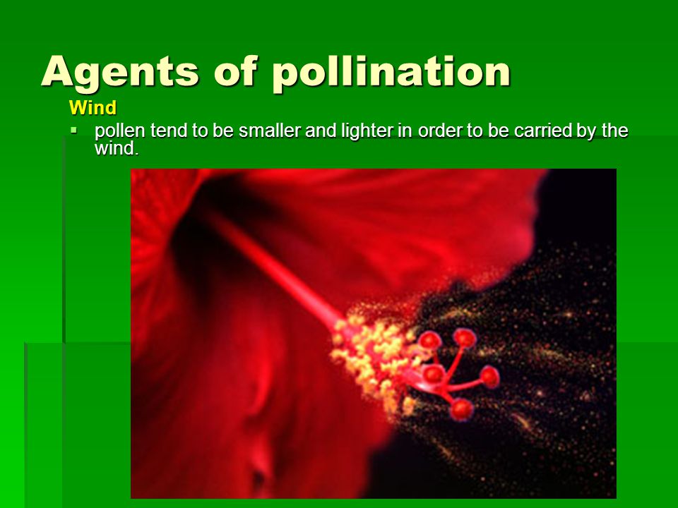 Agents of pollination Wind  pollen tend to be smaller and lighter in order to be carried by the wind.