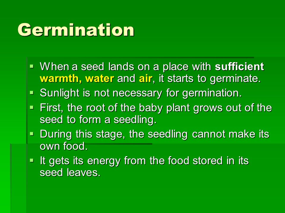 Germination  When a seed lands on a place with sufficient warmth, water and air, it starts to germinate.