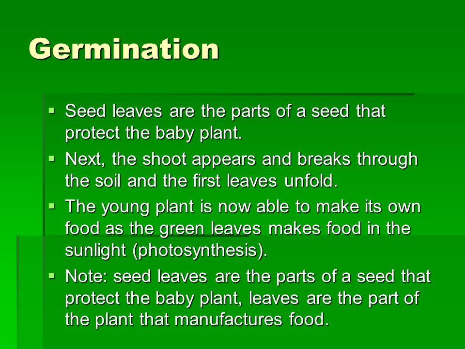 Germination  Seed leaves are the parts of a seed that protect the baby plant.